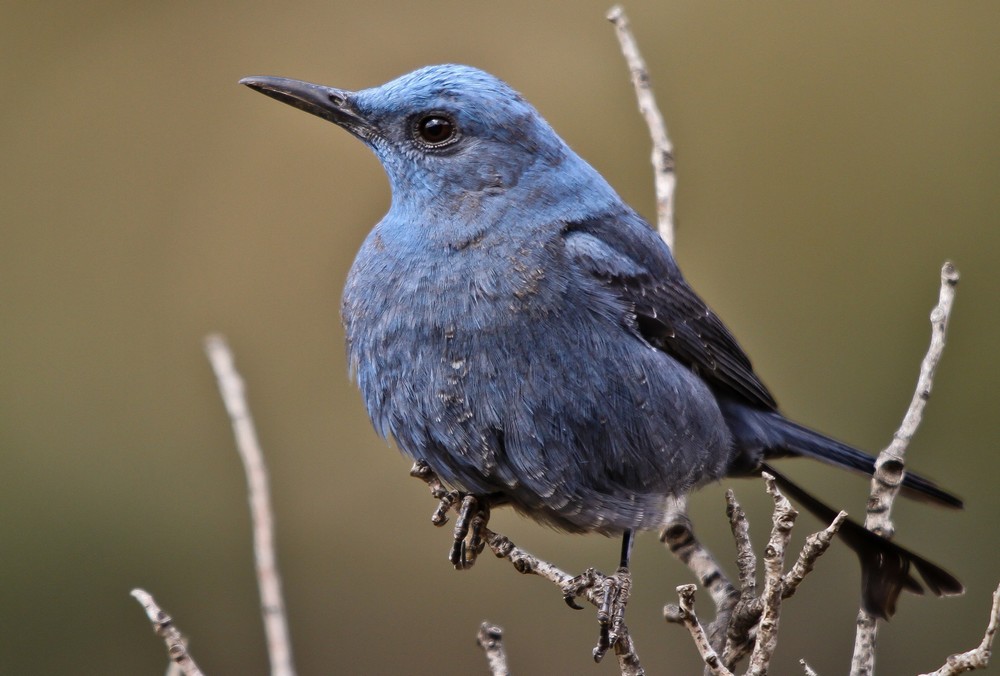 Blue Rock Thrush