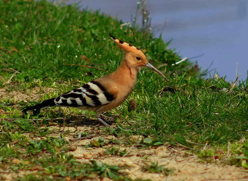 Common Hoopoe