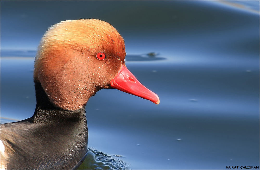 Red-crested Pochard