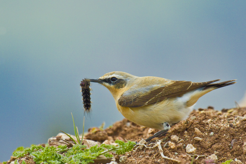 Northern Wheatear