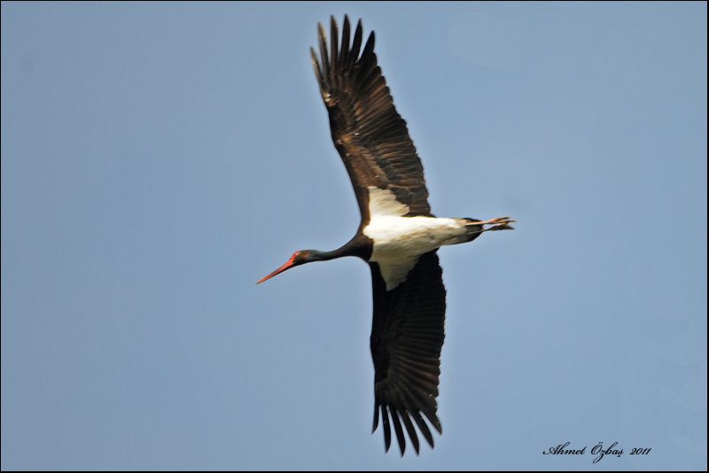 Black Stork