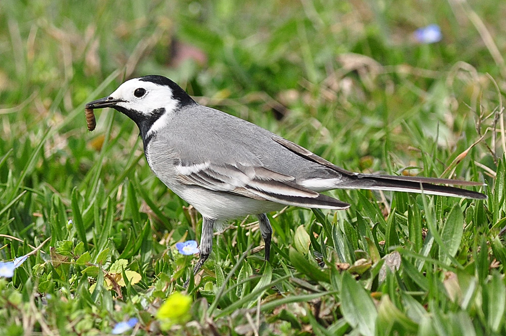 White Wagtail