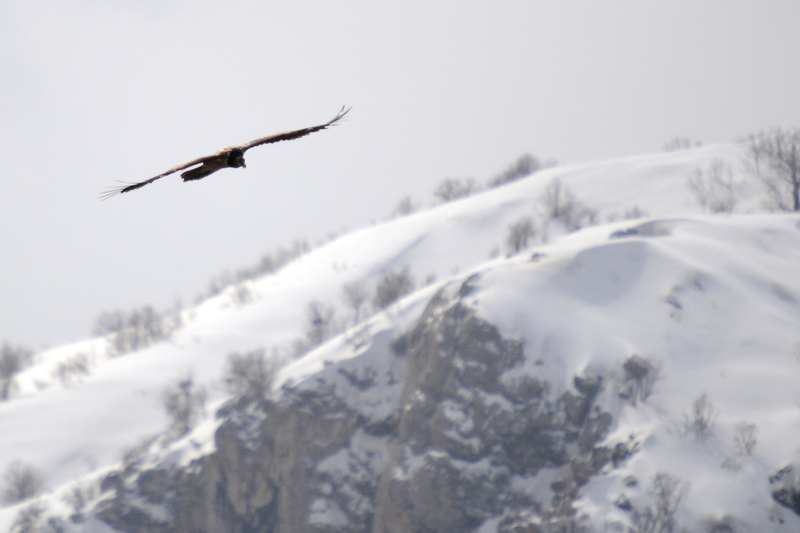 Bearded Vulture