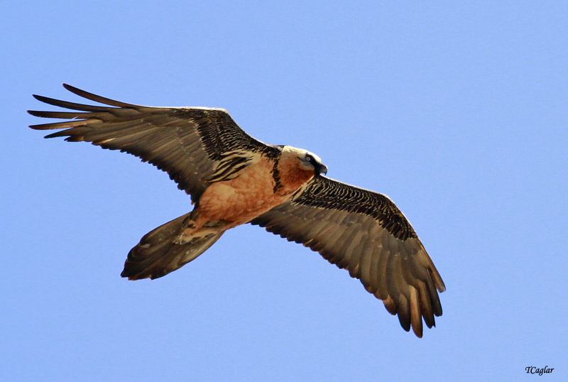 Bearded Vulture