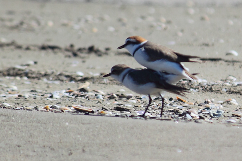 Kentish Plover