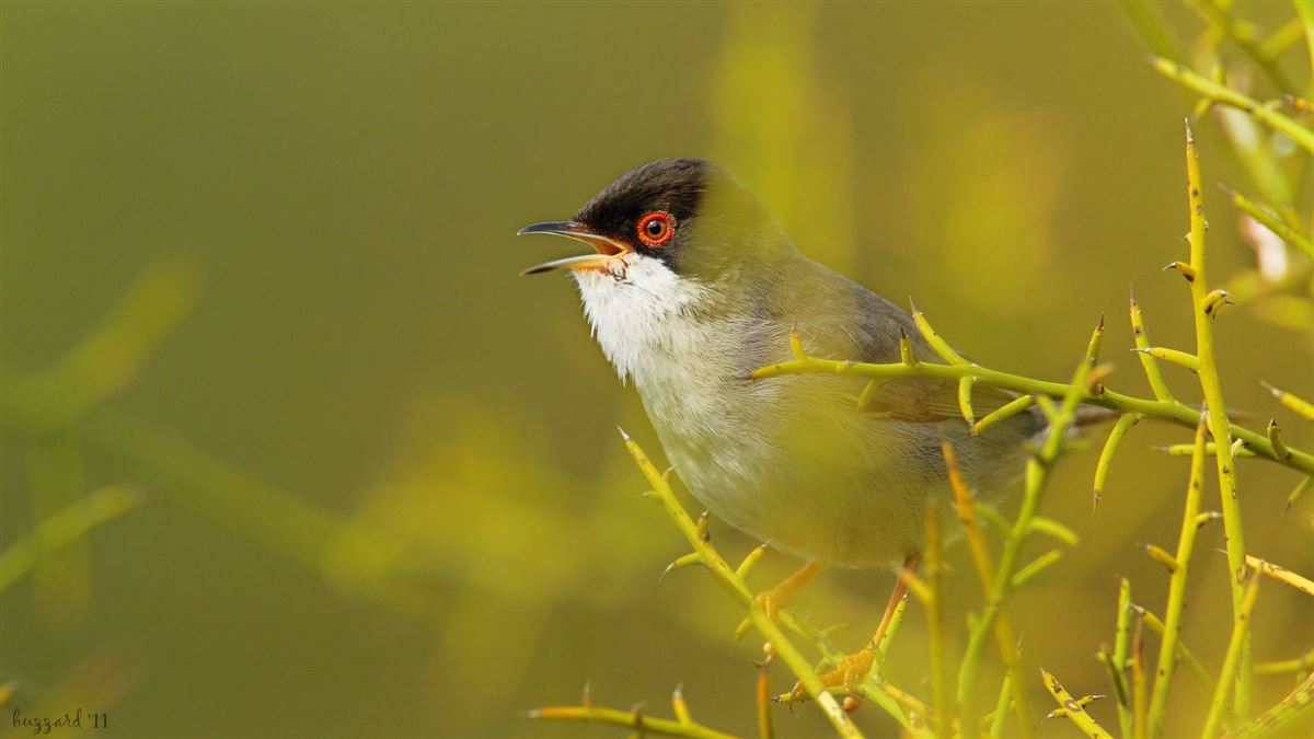 Sardinian Warbler