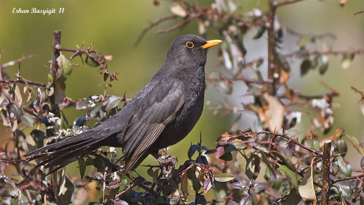 Common Blackbird