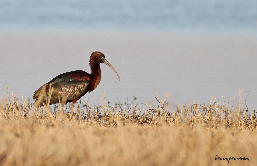 Glossy Ibis