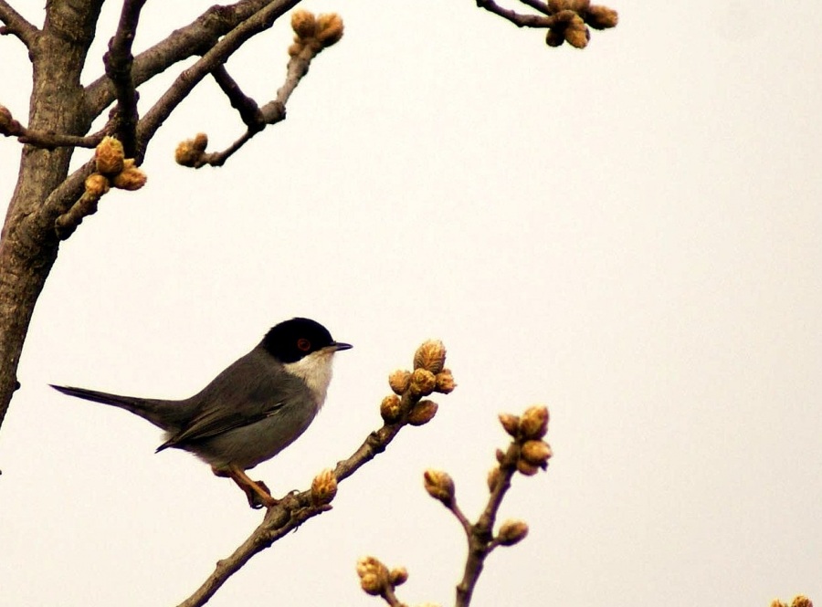 Sardinian Warbler