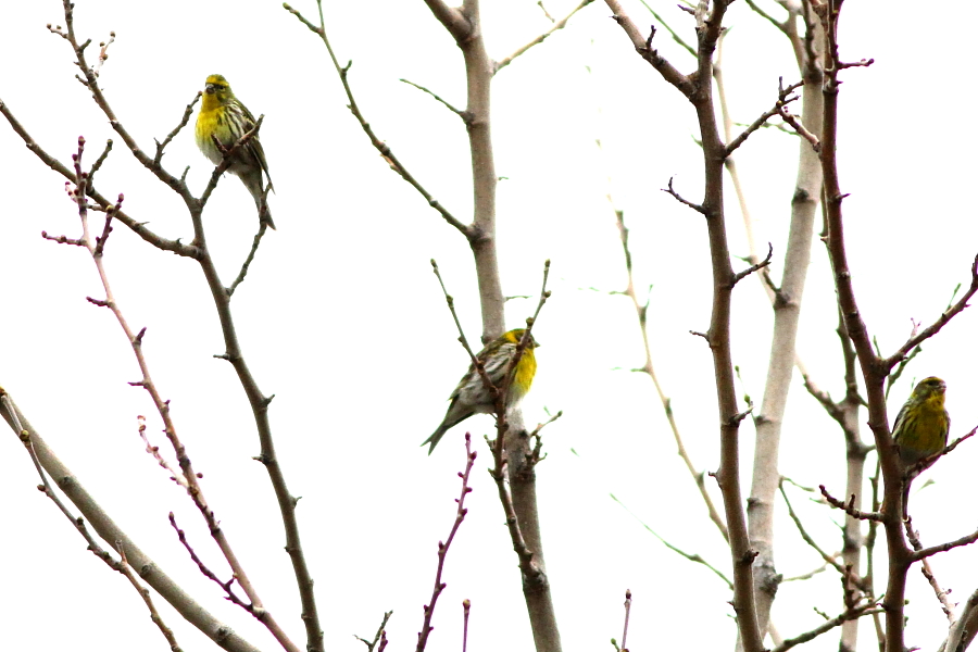 European Serin