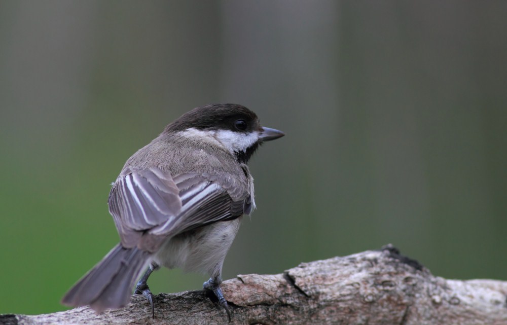 Sombre Tit