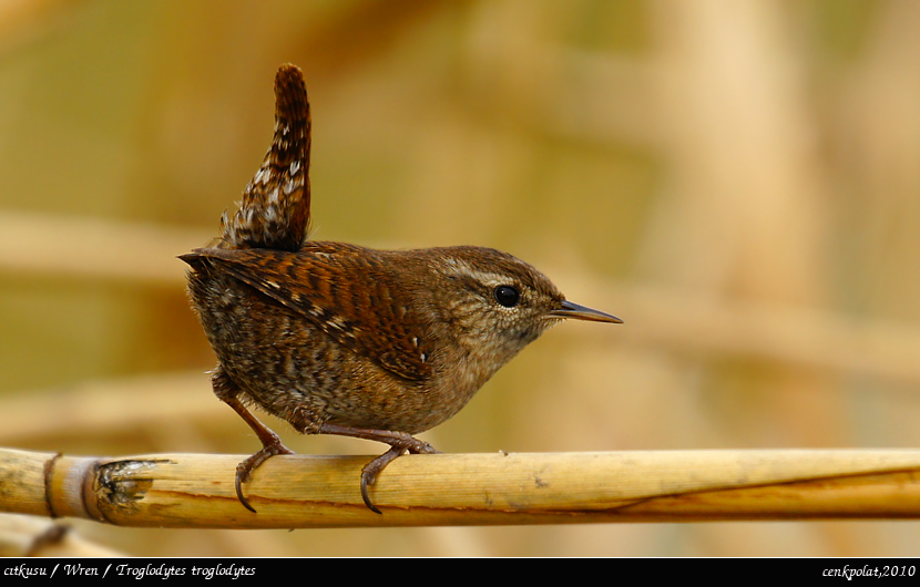 Eurasian Wren