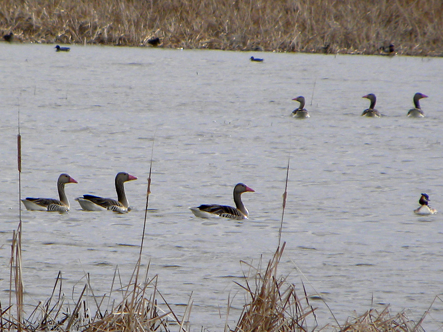 Greylag Goose