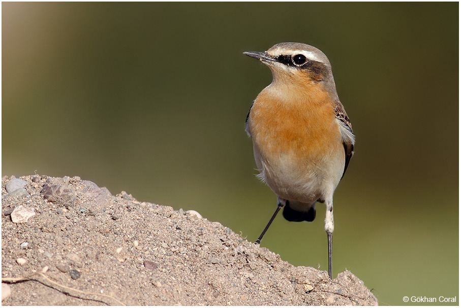 Northern Wheatear