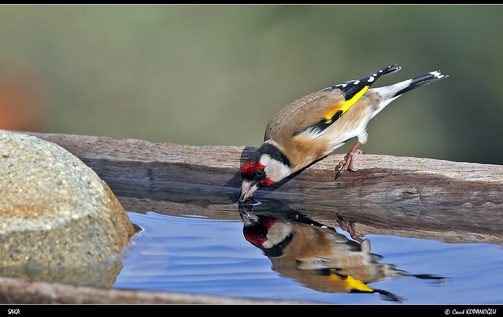 European Goldfinch