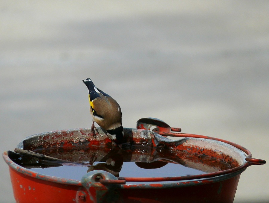 European Goldfinch
