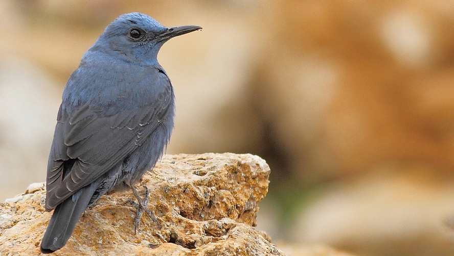 Blue Rock Thrush