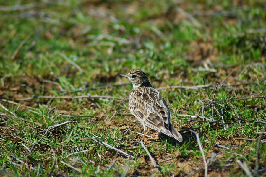 Eurasian Skylark