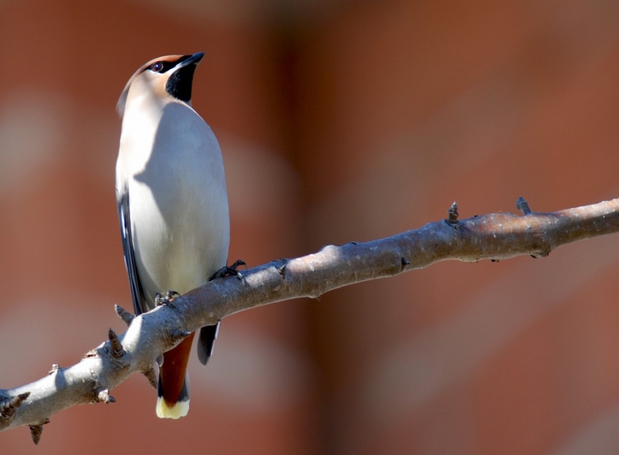 Bohemian Waxwing