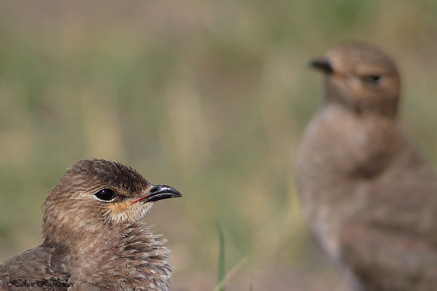Black-winged Pratincole