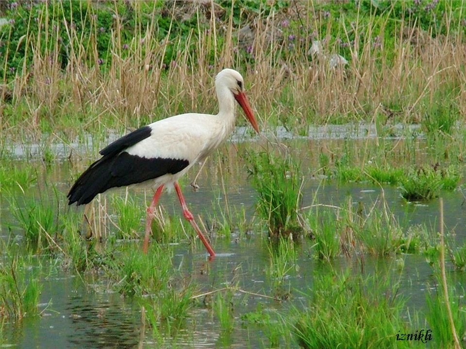 White Stork