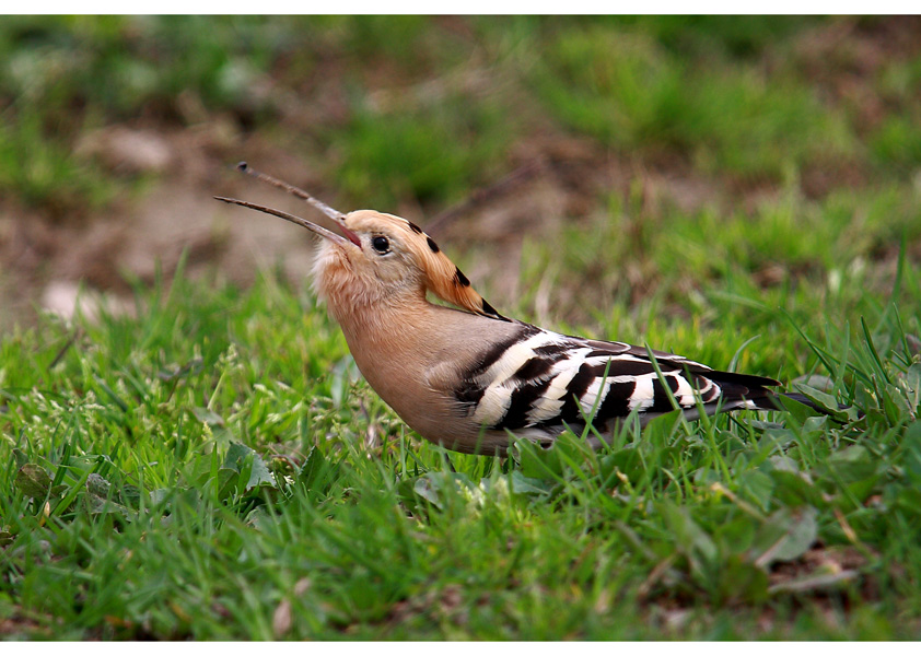 Common Hoopoe