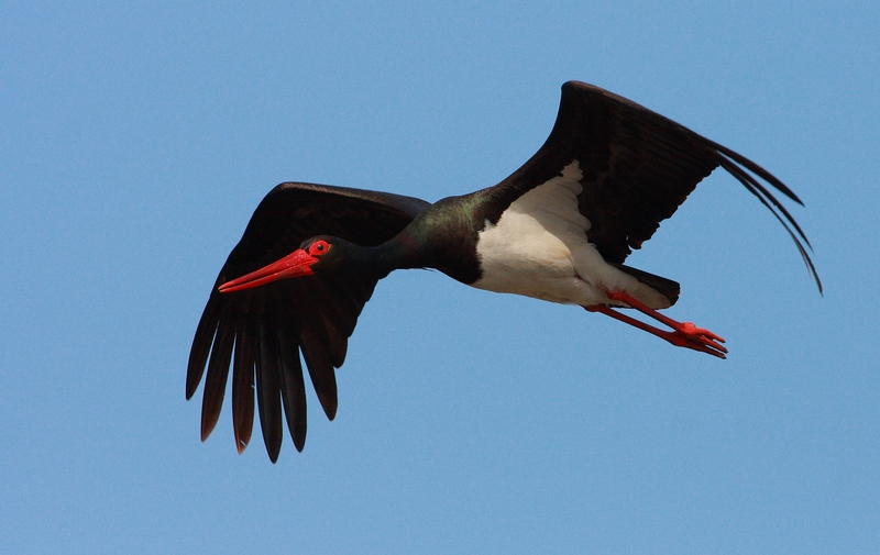 Black Stork