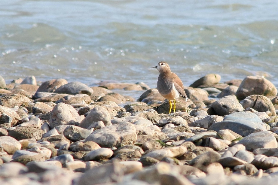 White-tailed Lapwing
