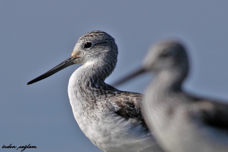 Common Greenshank
