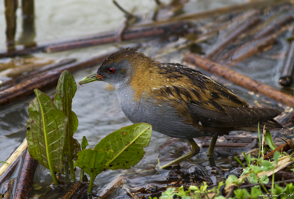 Little Crake