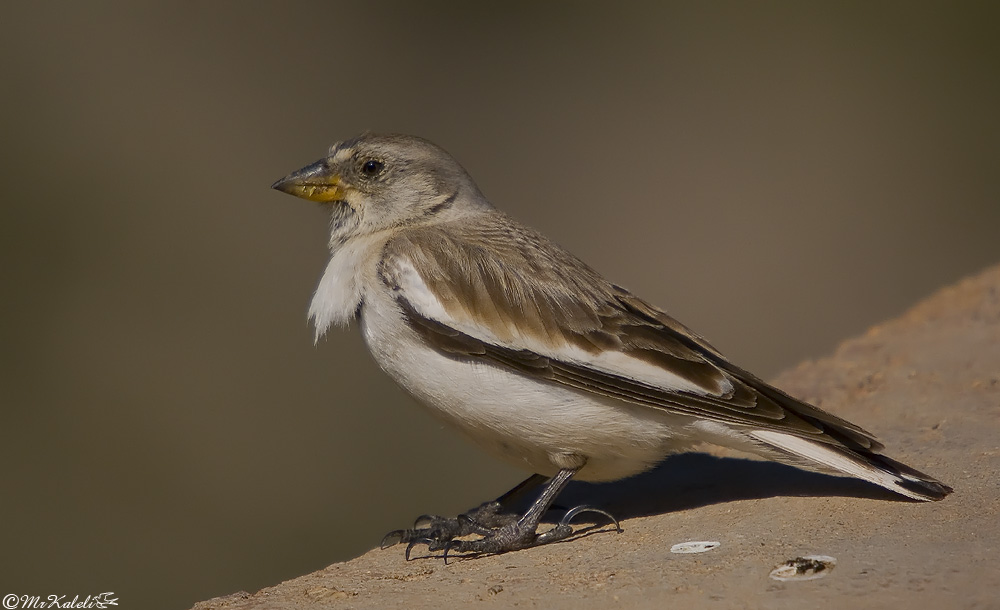 White-winged Snowfinch