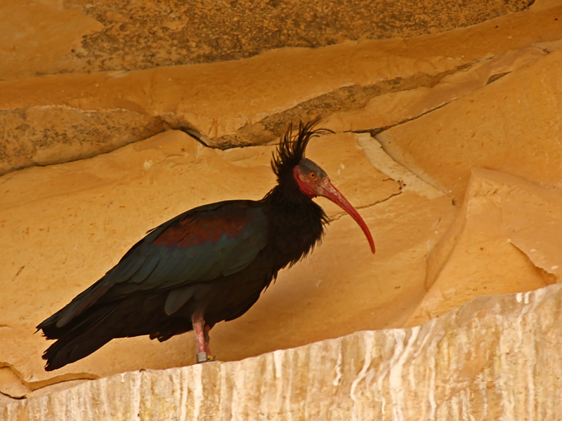 Northern Bald Ibis