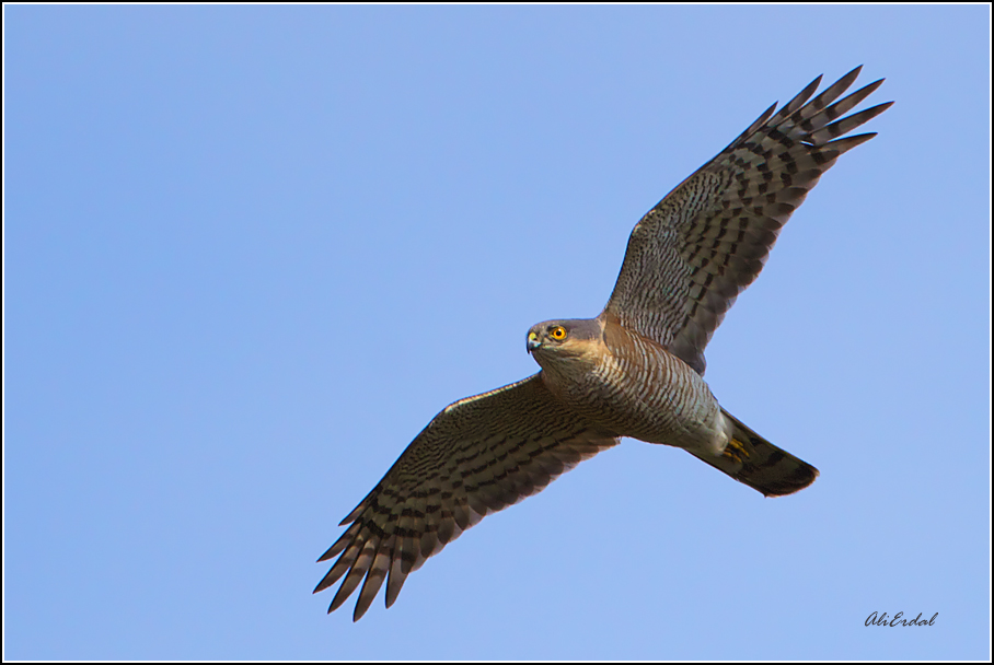 Eurasian Sparrowhawk