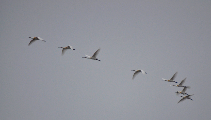 Eurasian Spoonbill