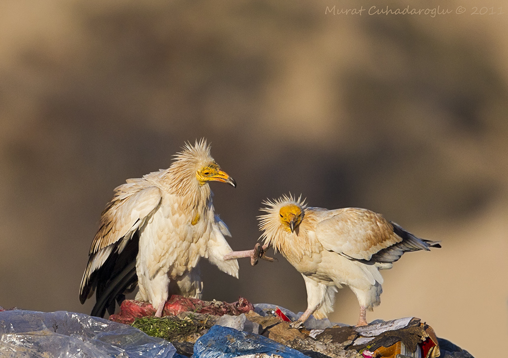 Egyptian Vulture