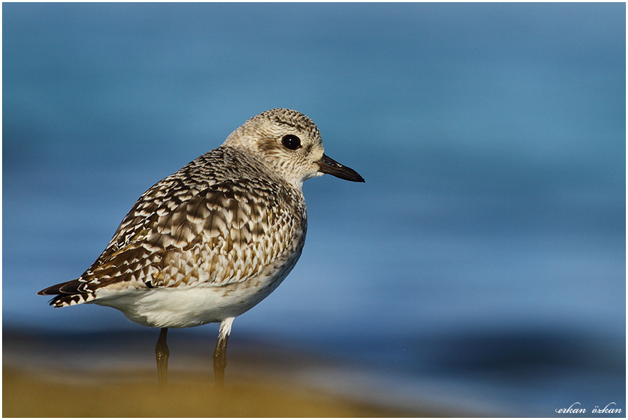 Grey Plover