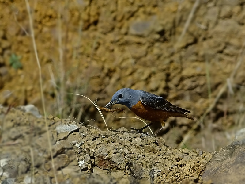 Common Rock Thrush
