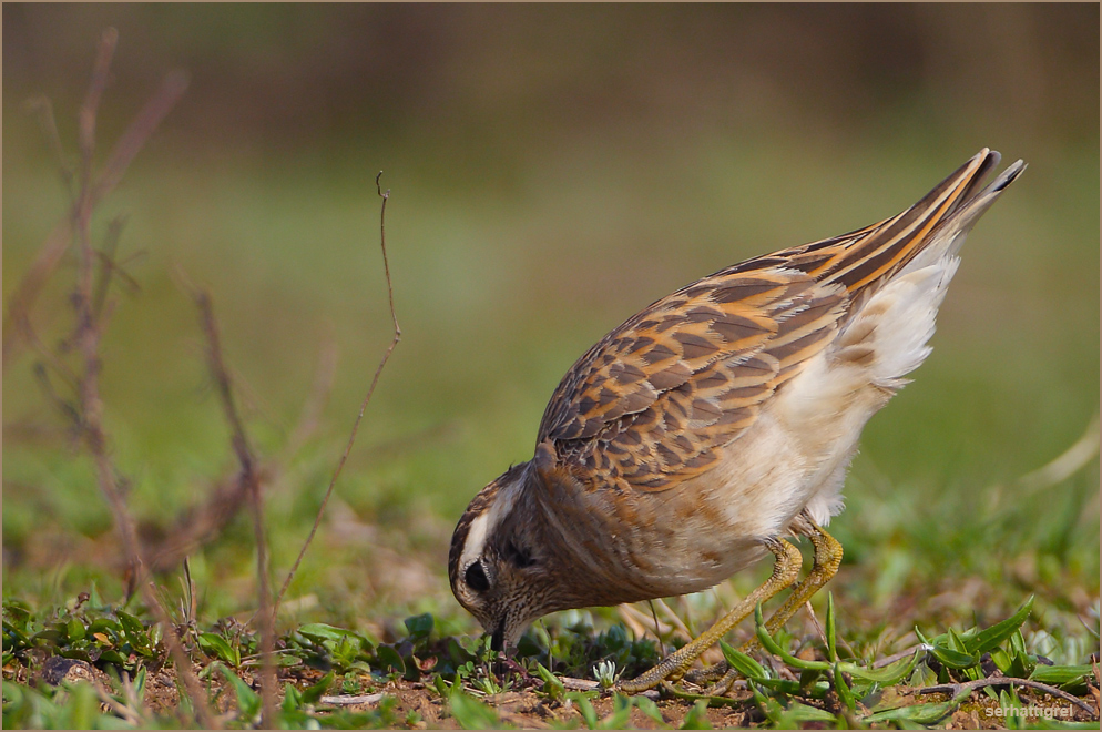 Eurasian Dotterel