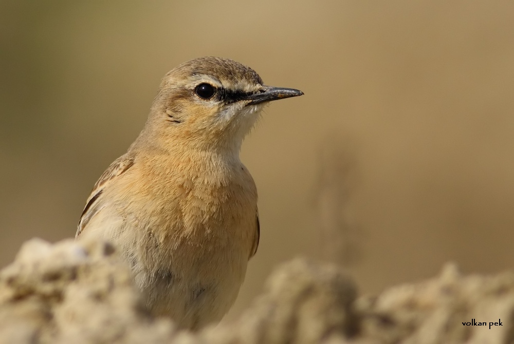 Northern Wheatear