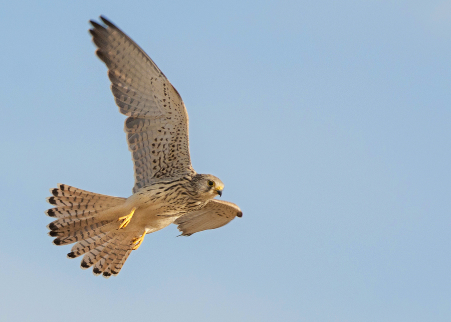 Common Kestrel