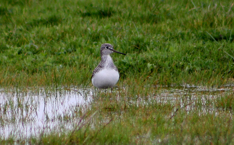 Common Sandpiper