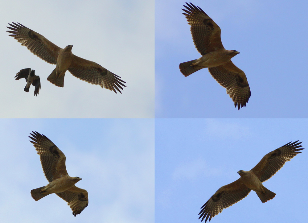 Bonelli`s Eagle