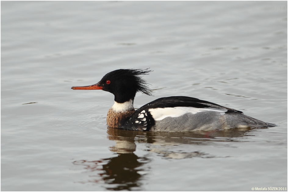 Red-breasted Merganser