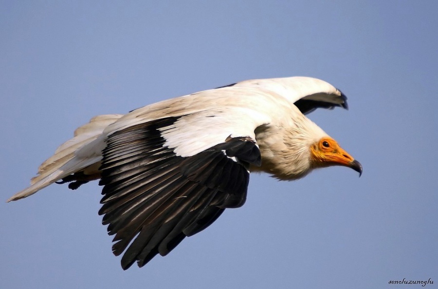 Egyptian Vulture