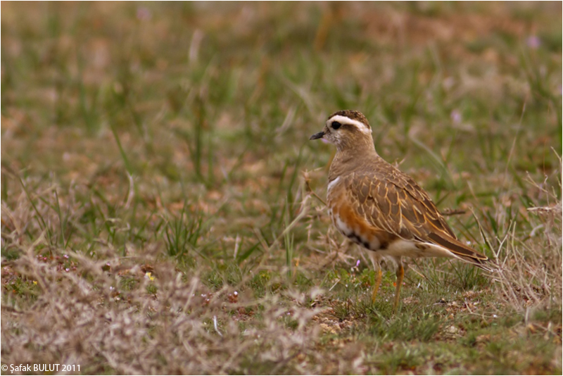 Eurasian Dotterel