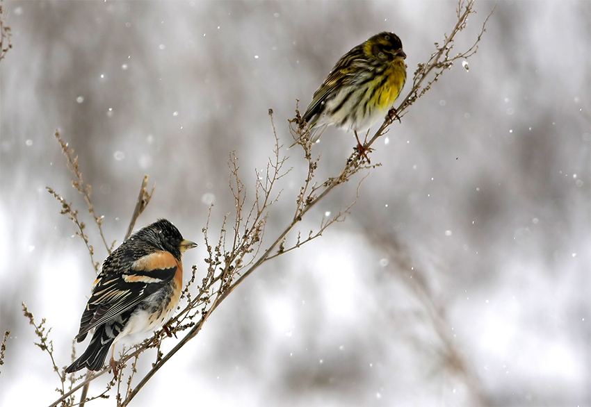 Brambling