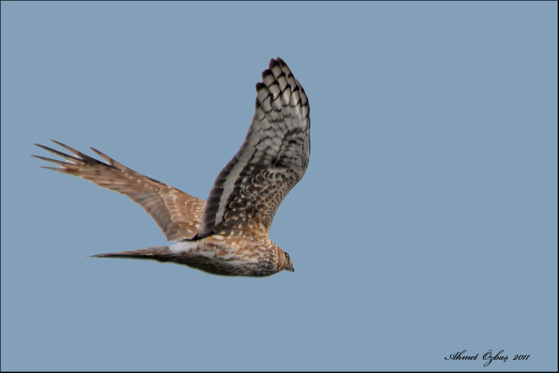 Hen Harrier