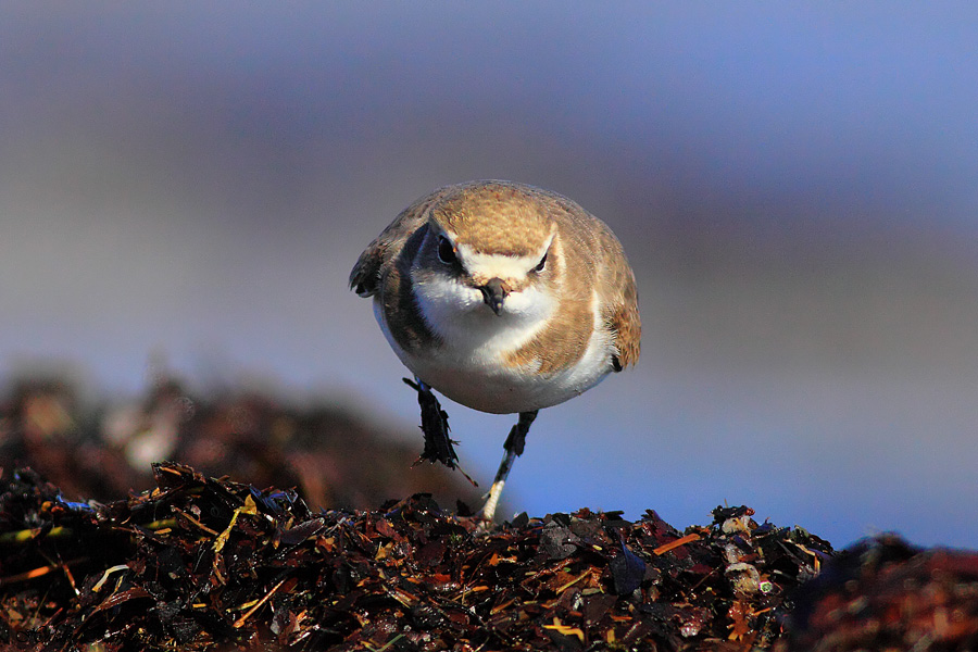 Kentish Plover