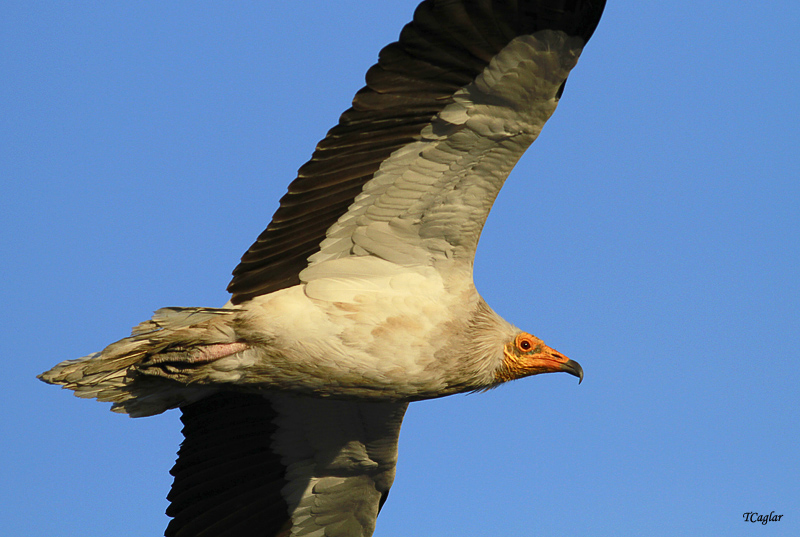 Egyptian Vulture