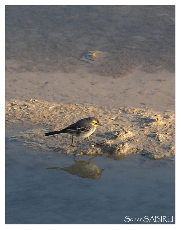 Citrine Wagtail
